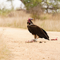 Buy canvas prints of Lappet-Faced Vulture with roadkill by Chris Rabe
