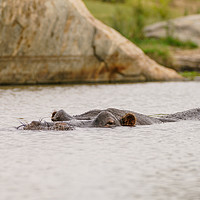 Buy canvas prints of Hippopotamus in a small dam by Chris Rabe