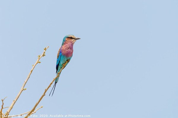 Lilac-Breasted Roller perched on twig Picture Board by Chris Rabe