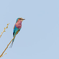 Buy canvas prints of Lilac-Breasted Roller perched on twig by Chris Rabe