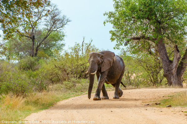 African Elephant walking along dirt road Picture Board by Chris Rabe