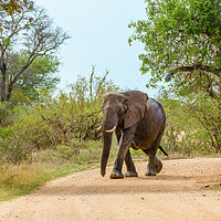 Buy canvas prints of African Elephant walking along dirt road by Chris Rabe