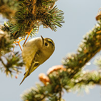 Buy canvas prints of Goldcrest hanging from pine branch by Chris Rabe