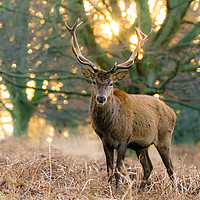 Buy canvas prints of Red deer stag at dawn by Chris Rabe