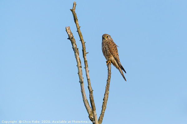 Common Kestrel sitting proudly at the top of dead  Picture Board by Chris Rabe