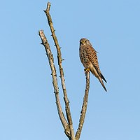 Buy canvas prints of Common Kestrel sitting proudly at the top of dead  by Chris Rabe