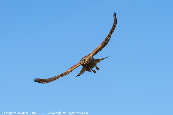 Common Kestrel incoming Picture Board by Chris Rabe