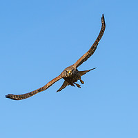 Buy canvas prints of Common Kestrel incoming by Chris Rabe