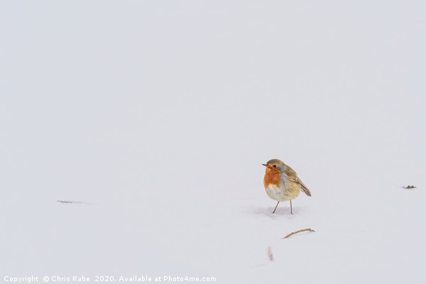 European Robin in snow Picture Board by Chris Rabe