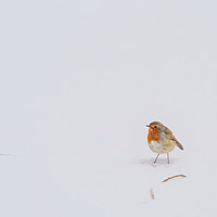 Buy canvas prints of European Robin in snow by Chris Rabe