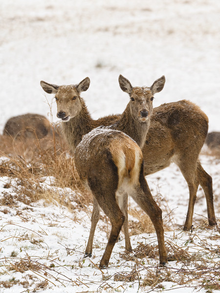 Red deer doe in snow Picture Board by Chris Rabe