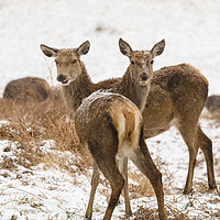 Buy canvas prints of Red deer doe in snow by Chris Rabe