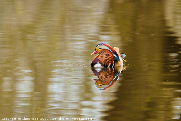 Mandarin Duck male  Picture Board by Chris Rabe