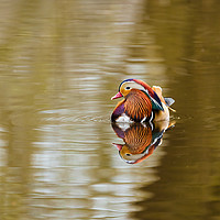 Buy canvas prints of Mandarin Duck male  by Chris Rabe