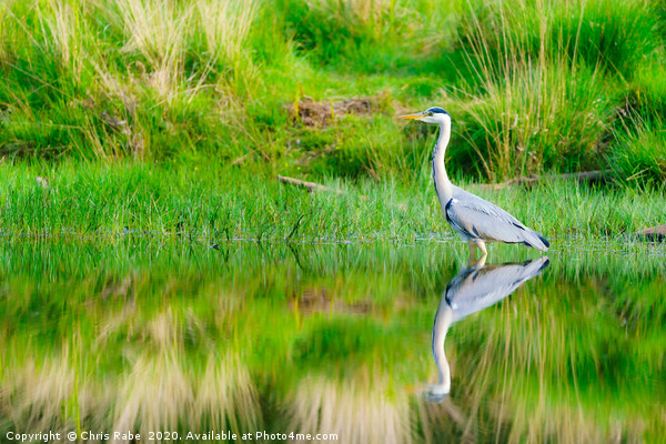 Grey Heron on a still pond Picture Board by Chris Rabe