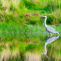 Buy canvas prints of Grey Heron on a still pond by Chris Rabe