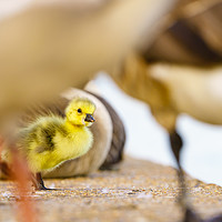 Buy canvas prints of Canada Goose gosling by Chris Rabe