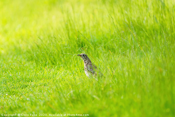 Mistle Thrush in grass with grub Picture Board by Chris Rabe