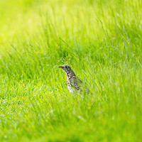 Buy canvas prints of Mistle Thrush in grass with grub by Chris Rabe