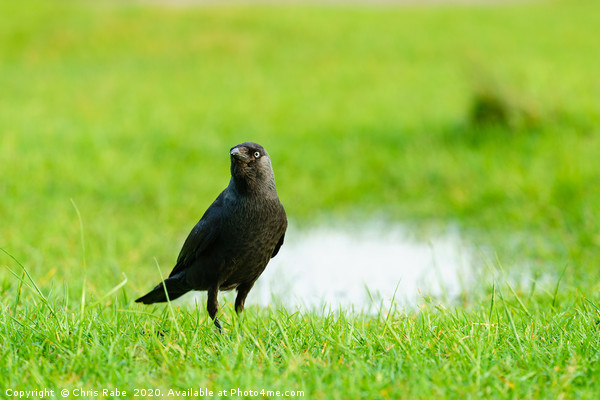 Jackdaw standing in grass Picture Board by Chris Rabe