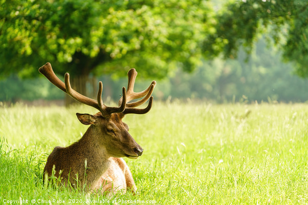 Red deer stag resting in a green field in spring Picture Board by Chris Rabe