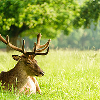 Buy canvas prints of Red deer stag resting in a green field in spring by Chris Rabe