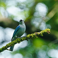Buy canvas prints of Blue-gray Tanagerin Costa Rica by Chris Rabe