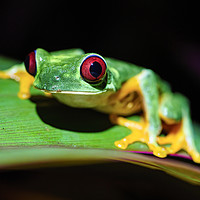 Buy canvas prints of Red-Eyed Tree Frog by Chris Rabe