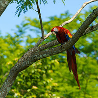 Buy canvas prints of Wild Scarlet Macaw  by Chris Rabe