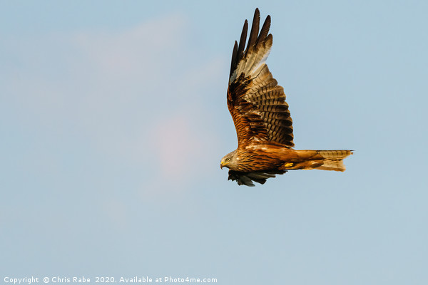Red Kite in flight in the Chiltern Hills Picture Board by Chris Rabe