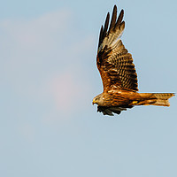 Buy canvas prints of Red Kite in flight in the Chiltern Hills by Chris Rabe