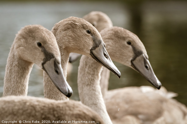 Mute swan cygnets Picture Board by Chris Rabe