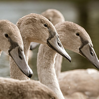 Buy canvas prints of Mute swan cygnets by Chris Rabe