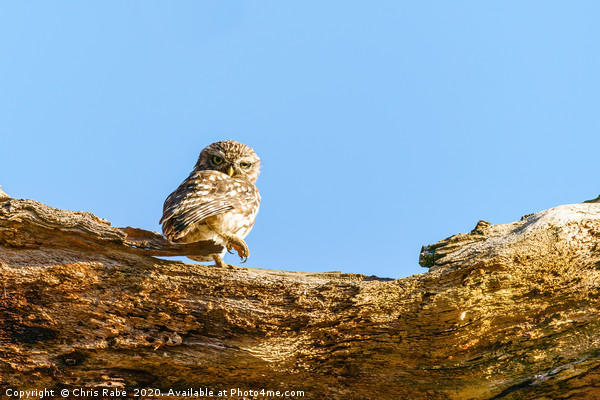 Little Owl standing looking back over shoulder Picture Board by Chris Rabe