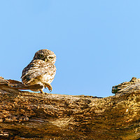 Buy canvas prints of Little Owl standing looking back over shoulder by Chris Rabe
