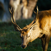 Buy canvas prints of Red deer stag by Chris Rabe