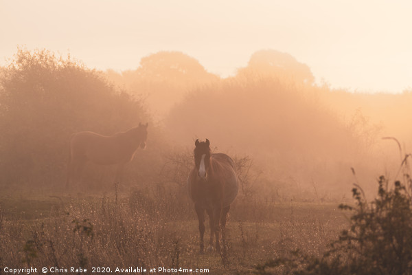 Horses on a foggy autumn morning at dawn Picture Board by Chris Rabe