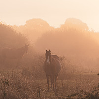 Buy canvas prints of Horses on a foggy autumn morning at dawn by Chris Rabe