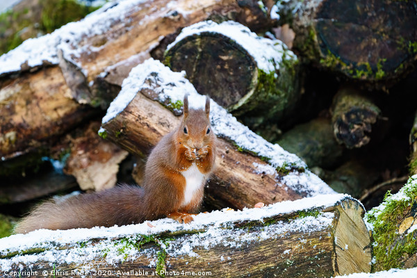 red squirrel eating nut in some light snow  Picture Board by Chris Rabe