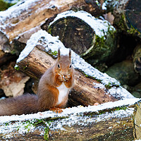 Buy canvas prints of red squirrel eating nut in some light snow  by Chris Rabe
