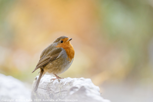 European Robin in light snow Picture Board by Chris Rabe