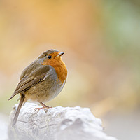 Buy canvas prints of European Robin in light snow by Chris Rabe