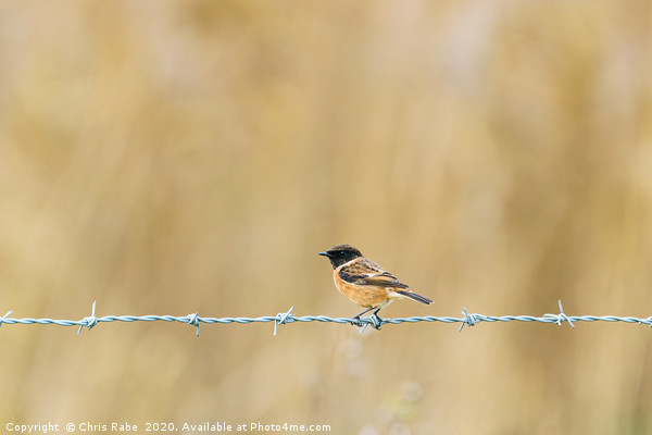 Stonechat perched on wire Picture Board by Chris Rabe