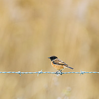 Buy canvas prints of Stonechat perched on wire by Chris Rabe