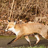 Buy canvas prints of Strutting Red Fox by Chris Rabe