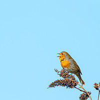 Buy canvas prints of European Robin in song by Chris Rabe