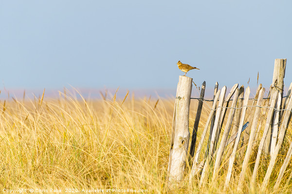 Eurasian skylark sitting on a fence singing Picture Board by Chris Rabe