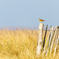 Buy canvas prints of Eurasian skylark sitting on a fence singing by Chris Rabe