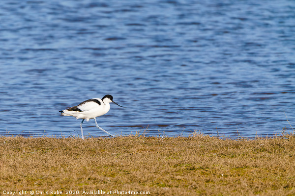 Pied Avocet walking along grassy bank Picture Board by Chris Rabe