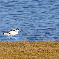 Buy canvas prints of Pied Avocet walking along grassy bank by Chris Rabe